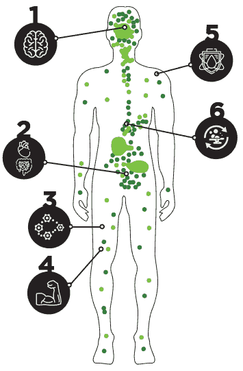 ECS Endocanniabinoid System